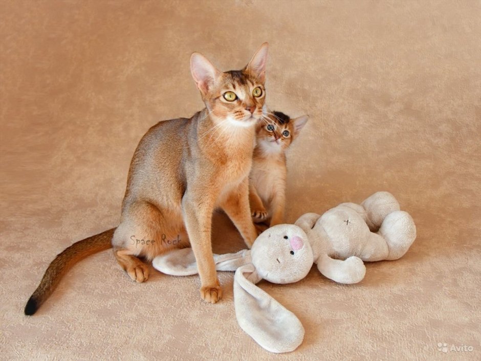 Абиссинская кошка котёнок