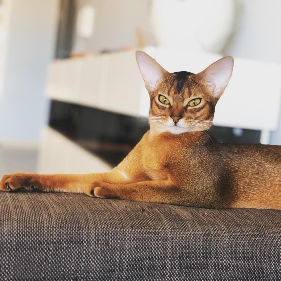 Абиссинская кошка