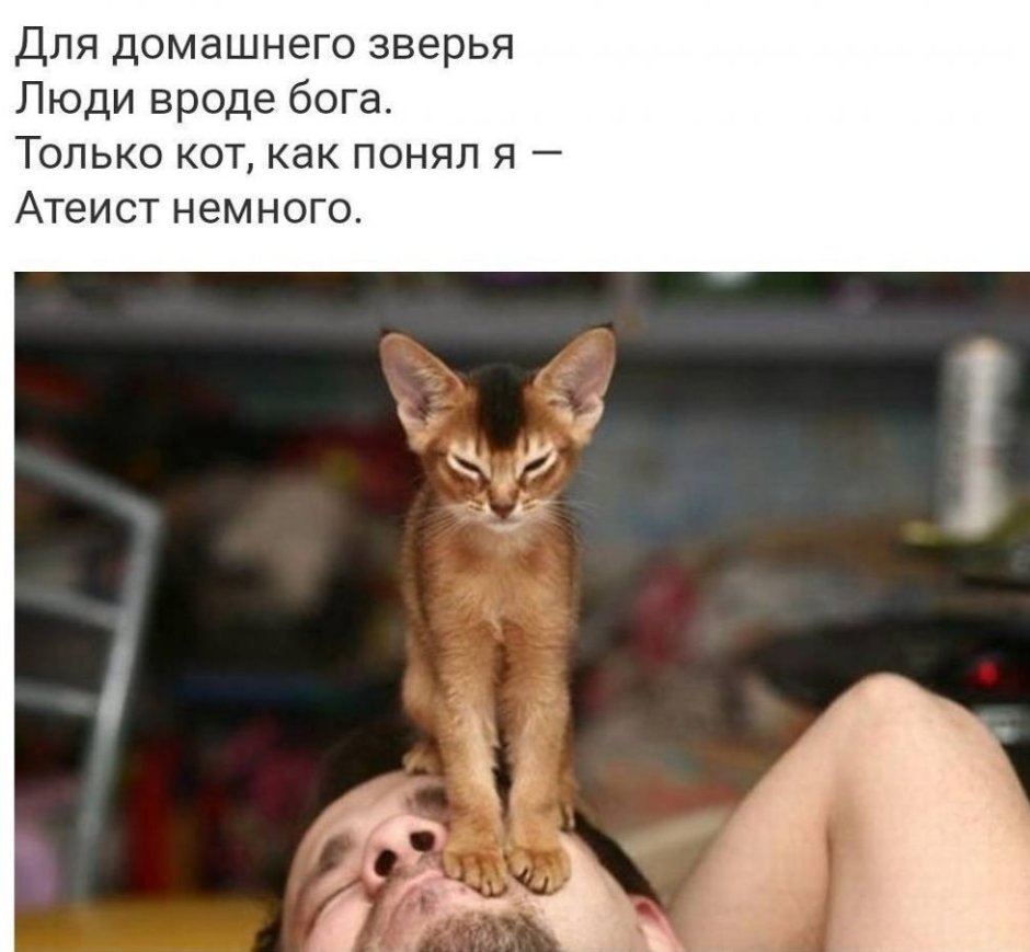 Кошка сидит на лице
