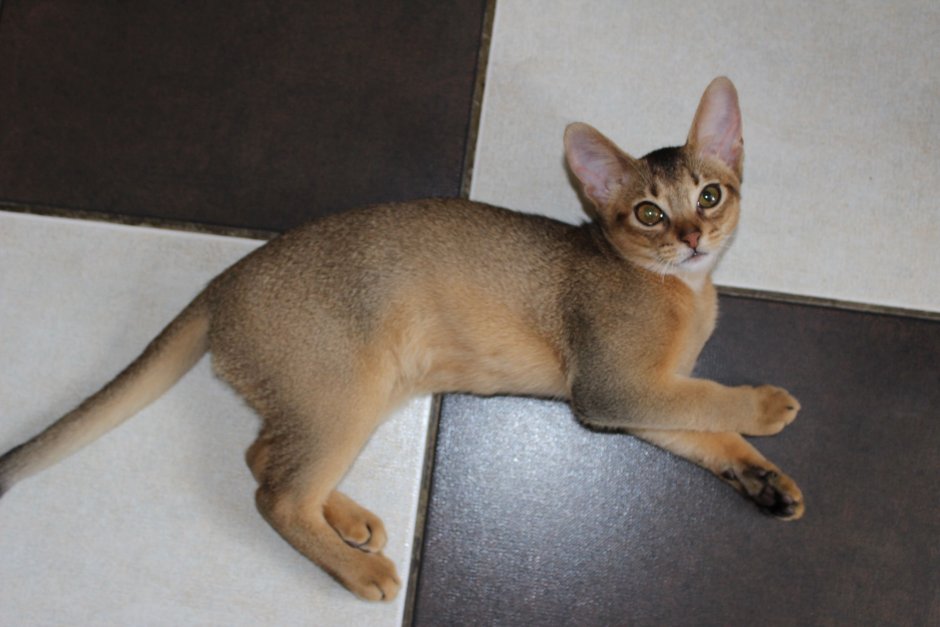 Абиссинский кот