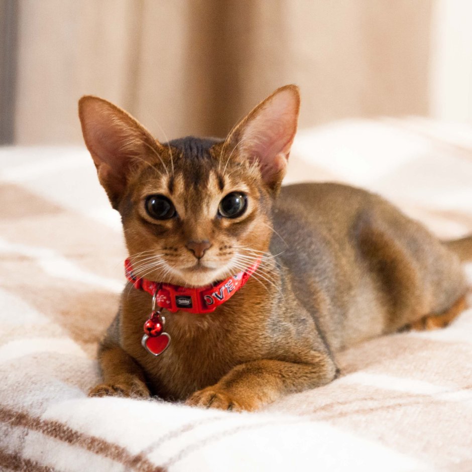 Абиссинская кошка