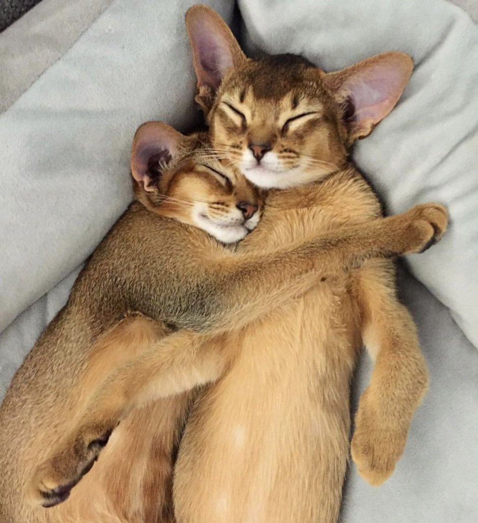 Абиссинская кошка котёнок