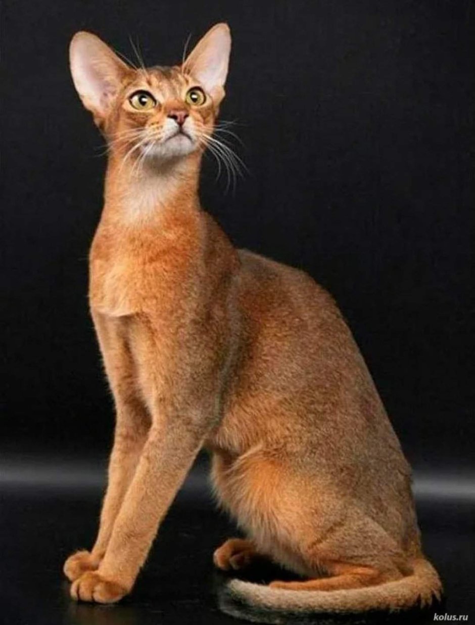 Абиссинская кошка