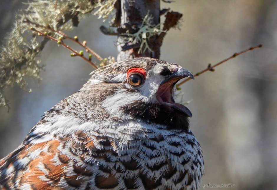 Рябчик птица