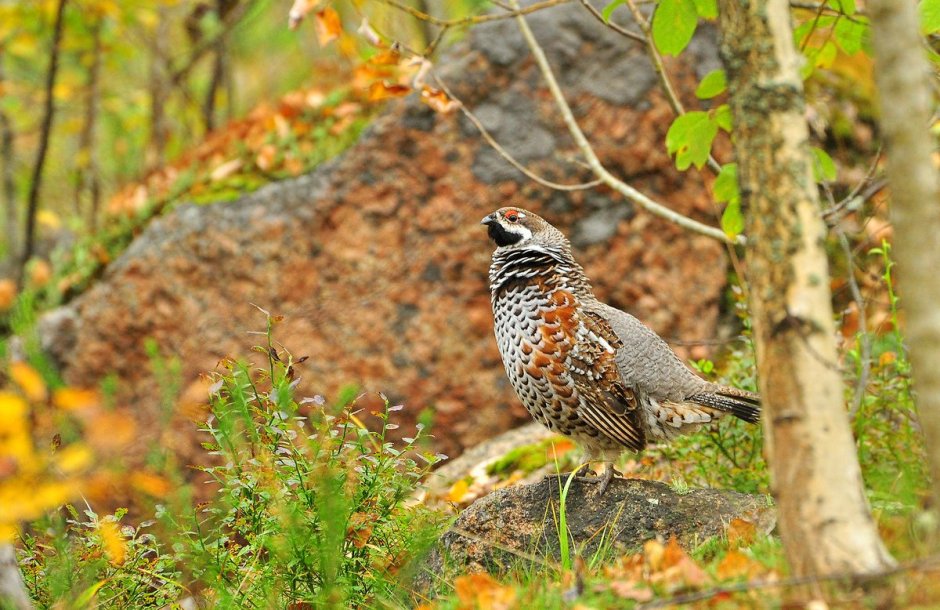 Рябчик обыкновенный