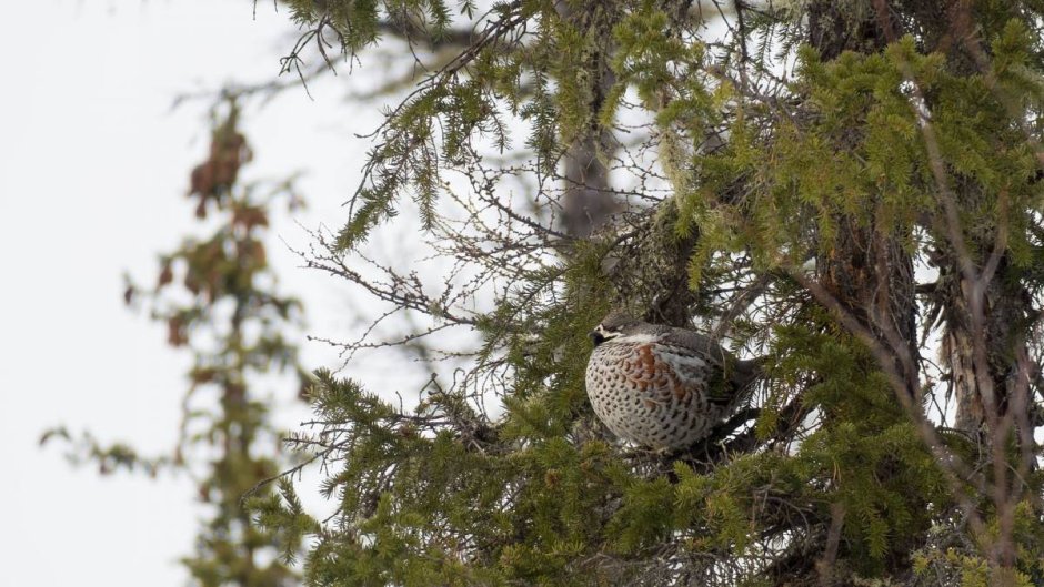 Рябчик в ельнике
