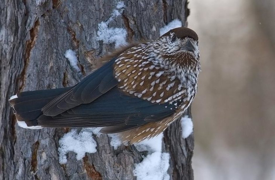 Кедровка Уссурийской тайги