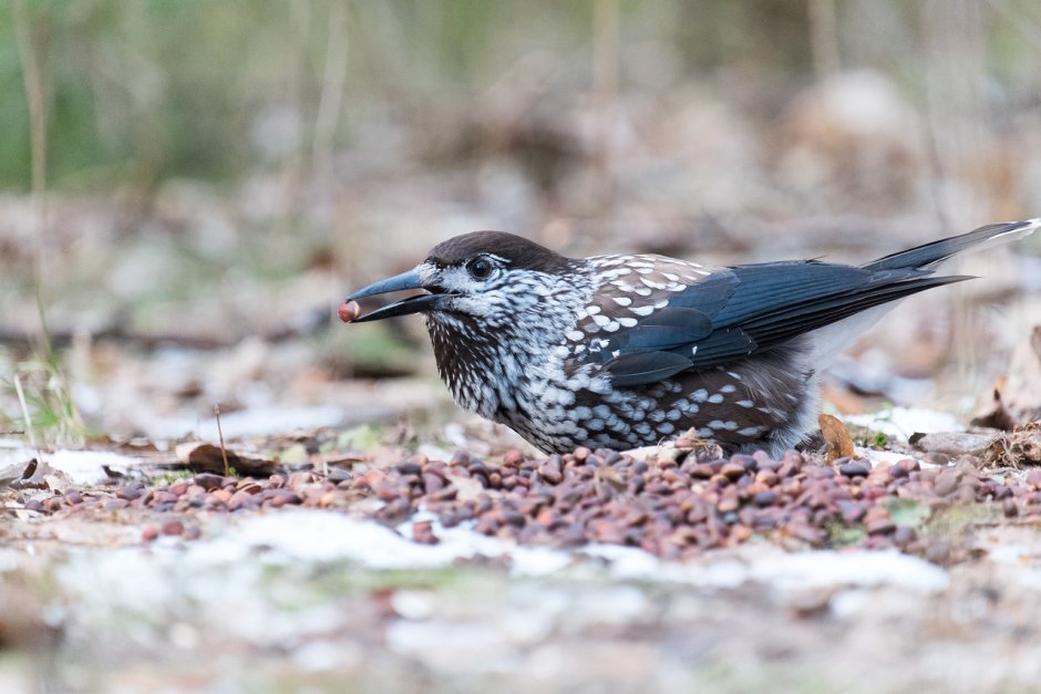 Слеток Кедровки