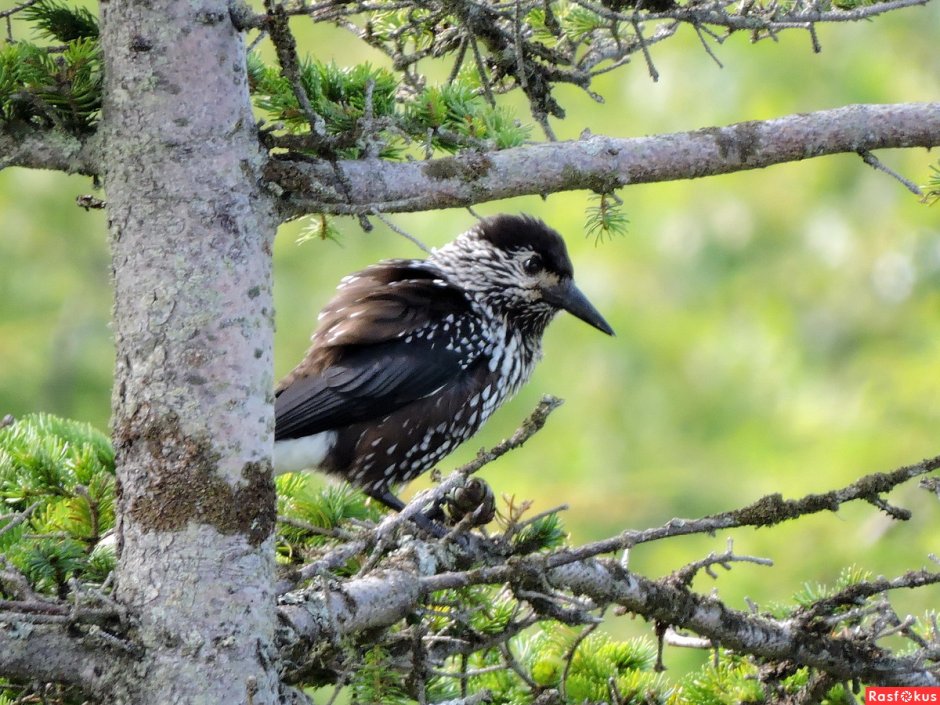 Кедровка в тайге