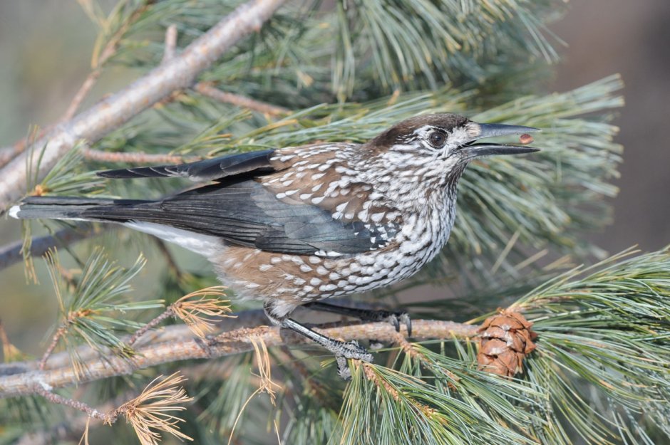 Североамериканская Кедровка