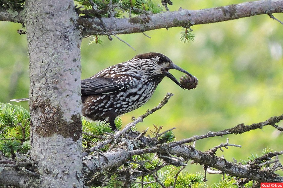 Кедровка Ореховка