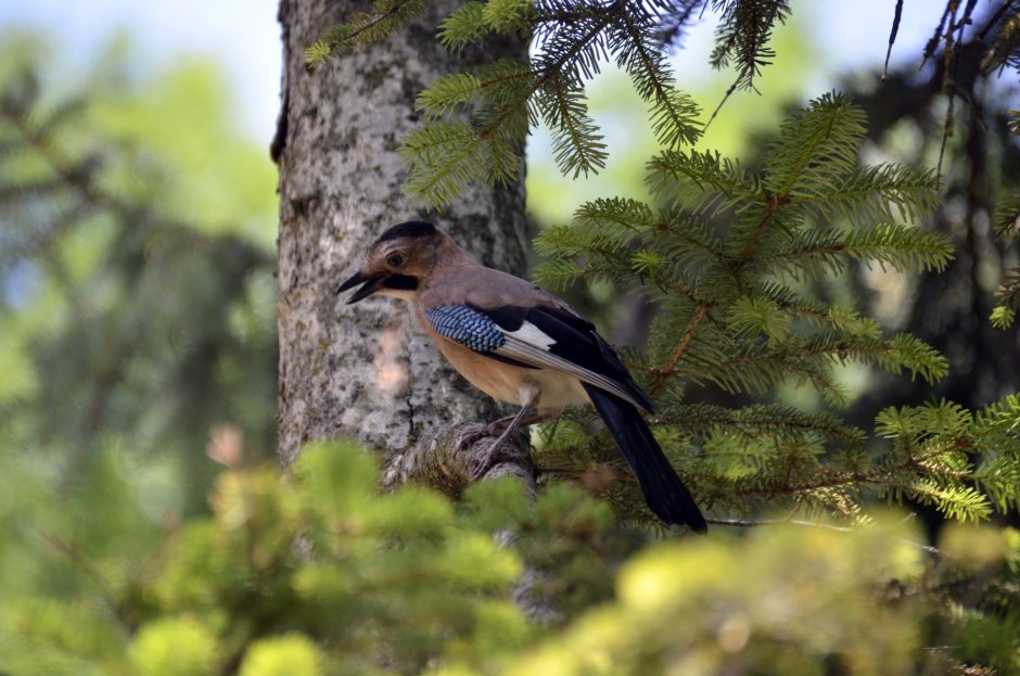 Сойка пересмешница птица