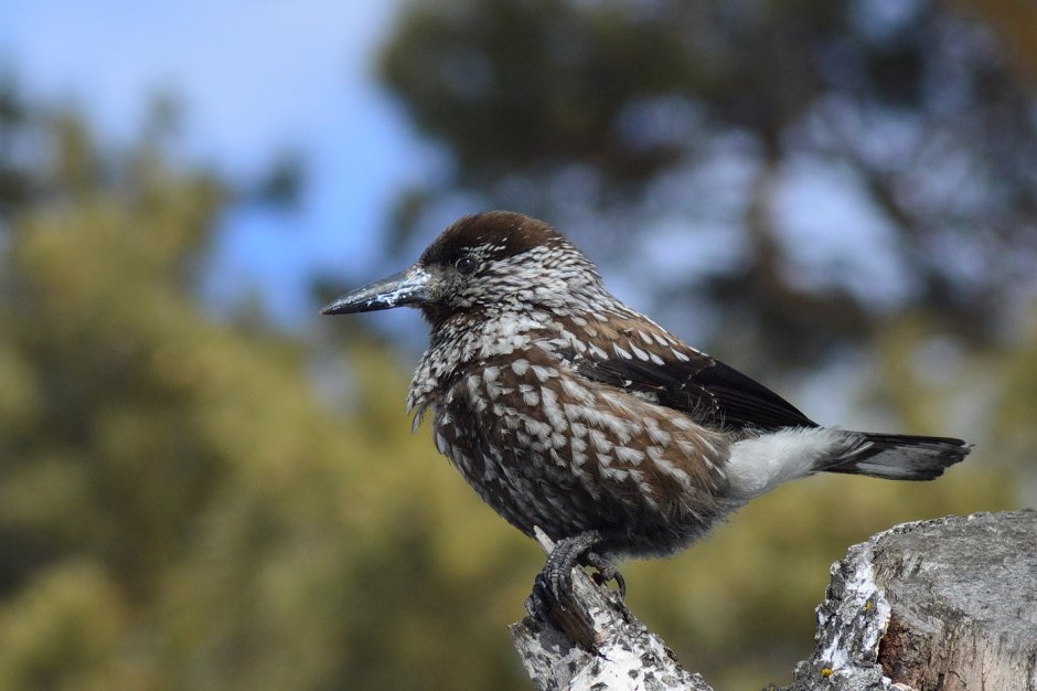 Кедровка Сибирская птица