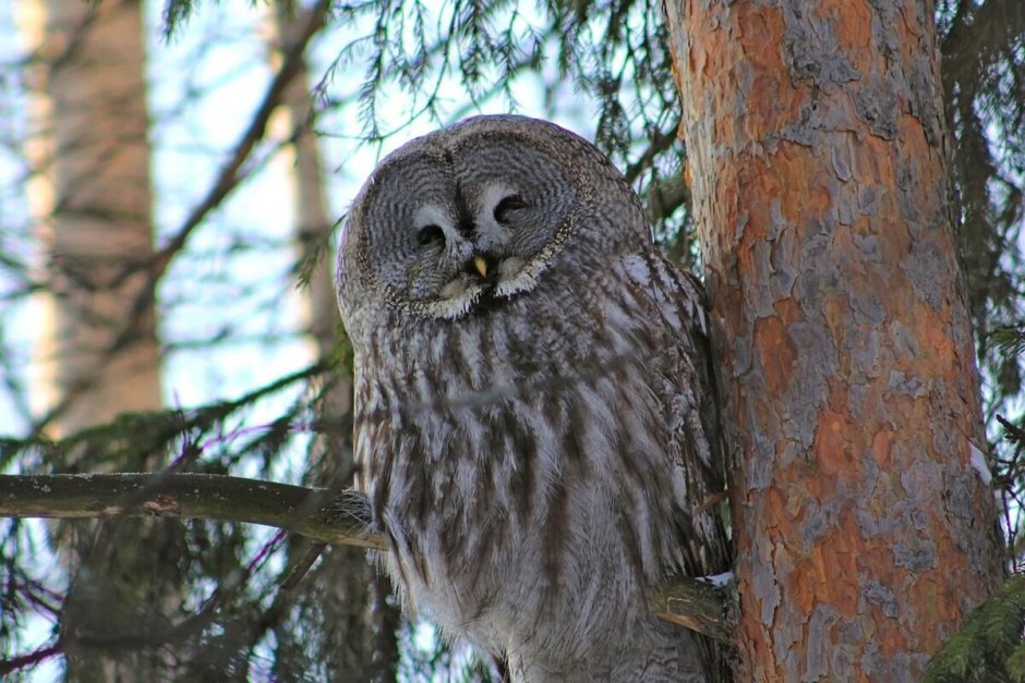 Птица Сова бородатая неясыть