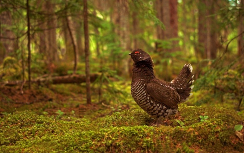 Дикуша птица