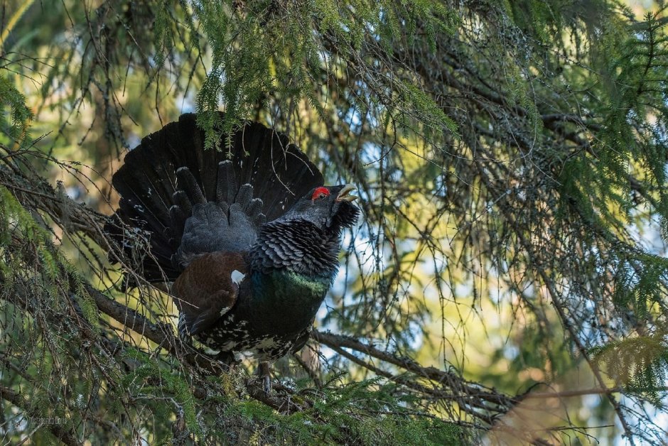 Дикуша Уссурийская Тайга