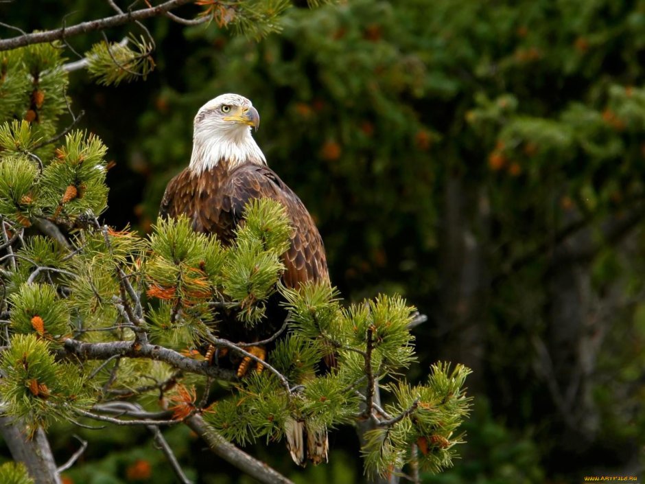 Птицы в хвойном лесу