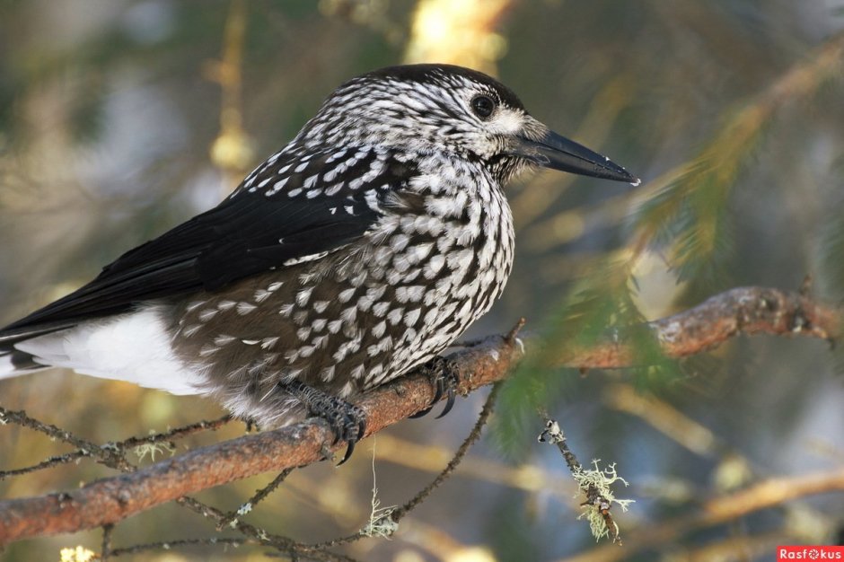 Птицы тайги Кедровка