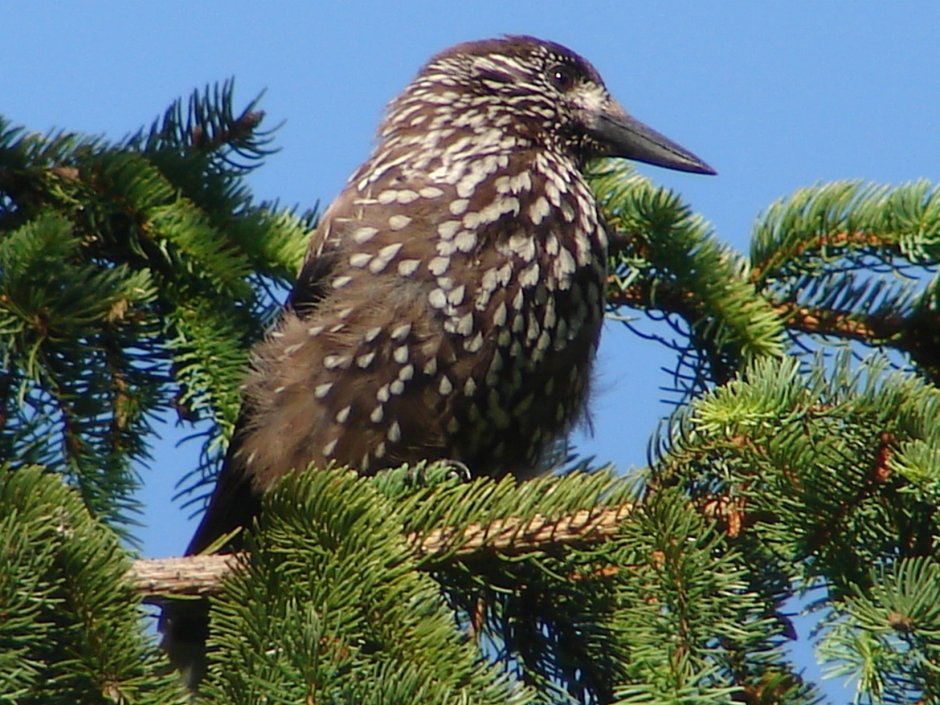 Кедровка в тайге