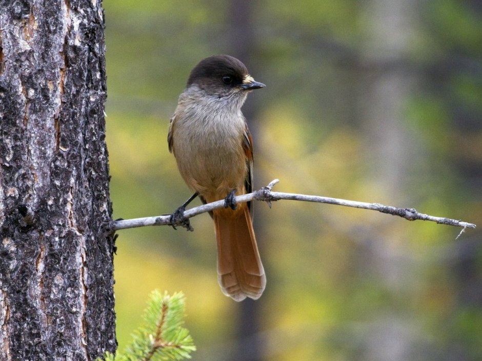 Таежные птицы Сибири