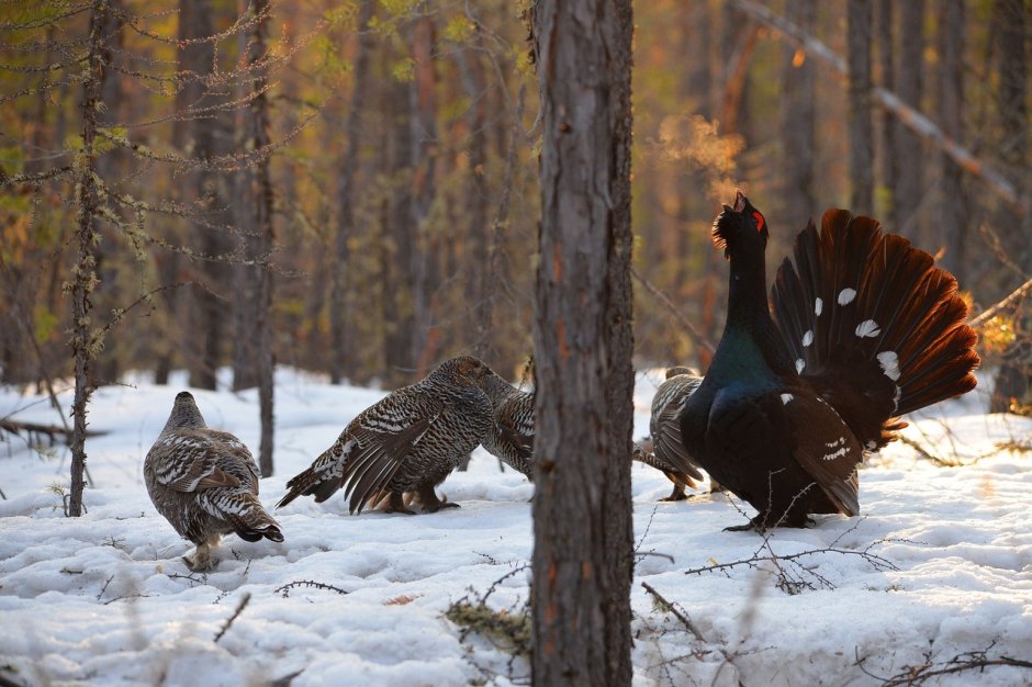Глухарь в тайге