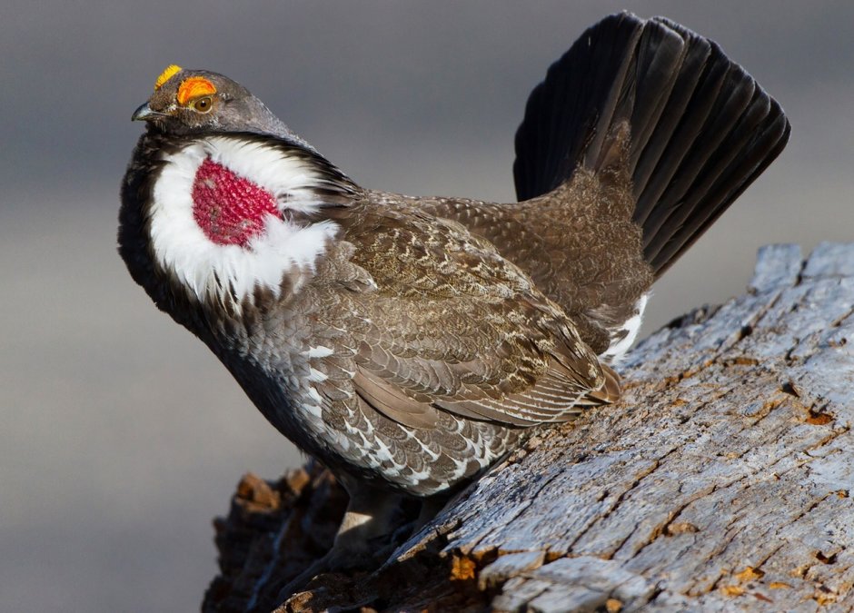 Голубой тетерев