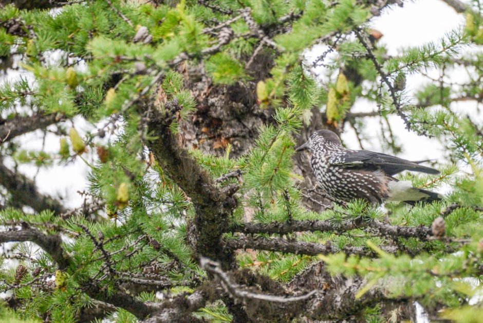 Кедровка гнездо