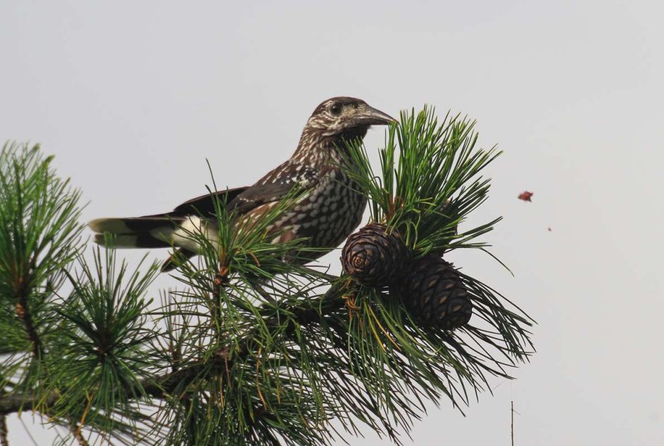 Животные тайги Кедровка