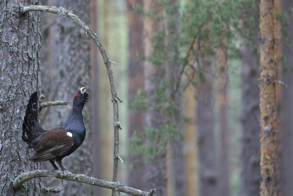 Животные тайги Глухарь
