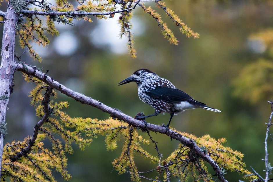 Кедр и Кедровка