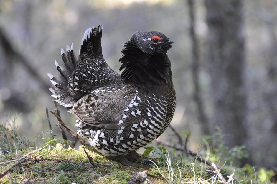 Дикуша птица