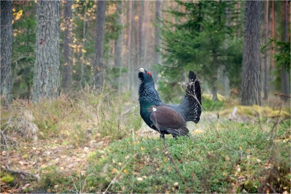 Ильменский заповедник Глухарь