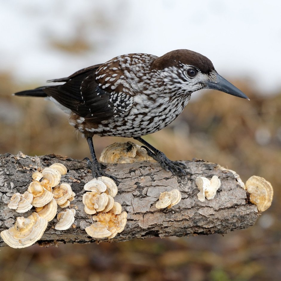 Кедровка Ореховка