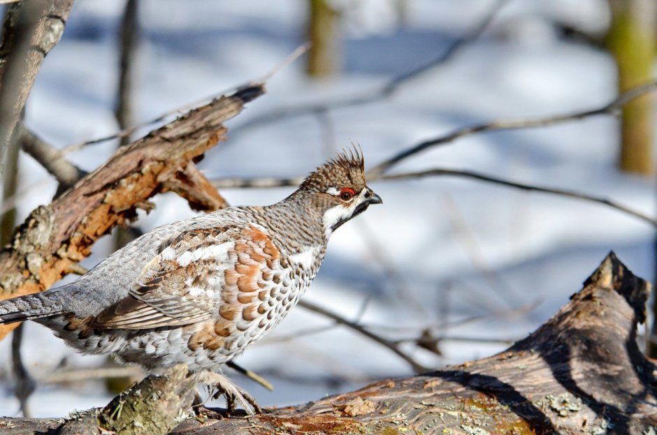 Рябчик в тайге