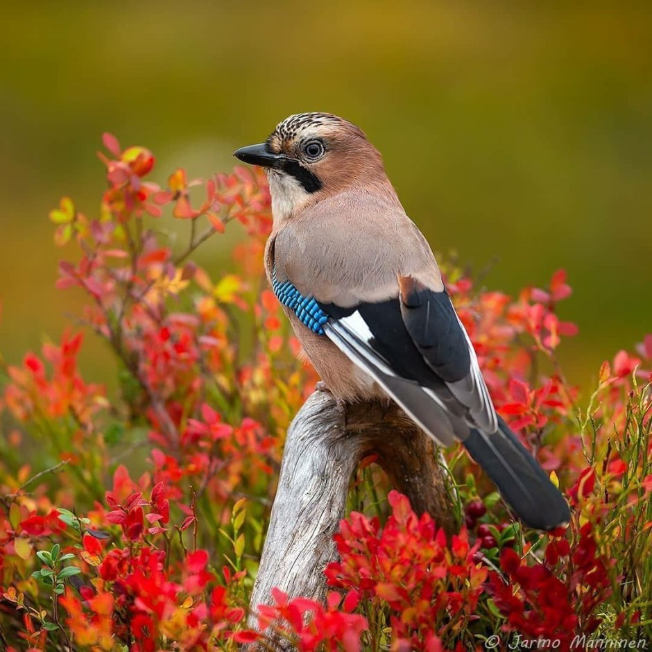 Красивые птицы России