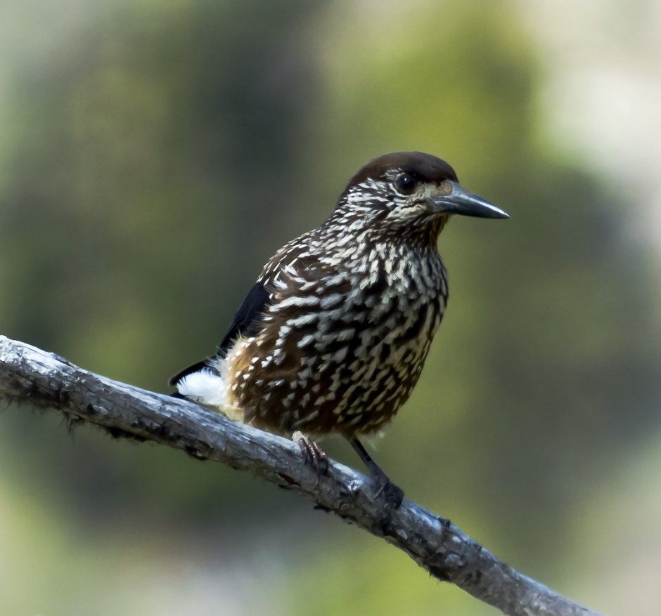 Кедровка птичка Кедровка