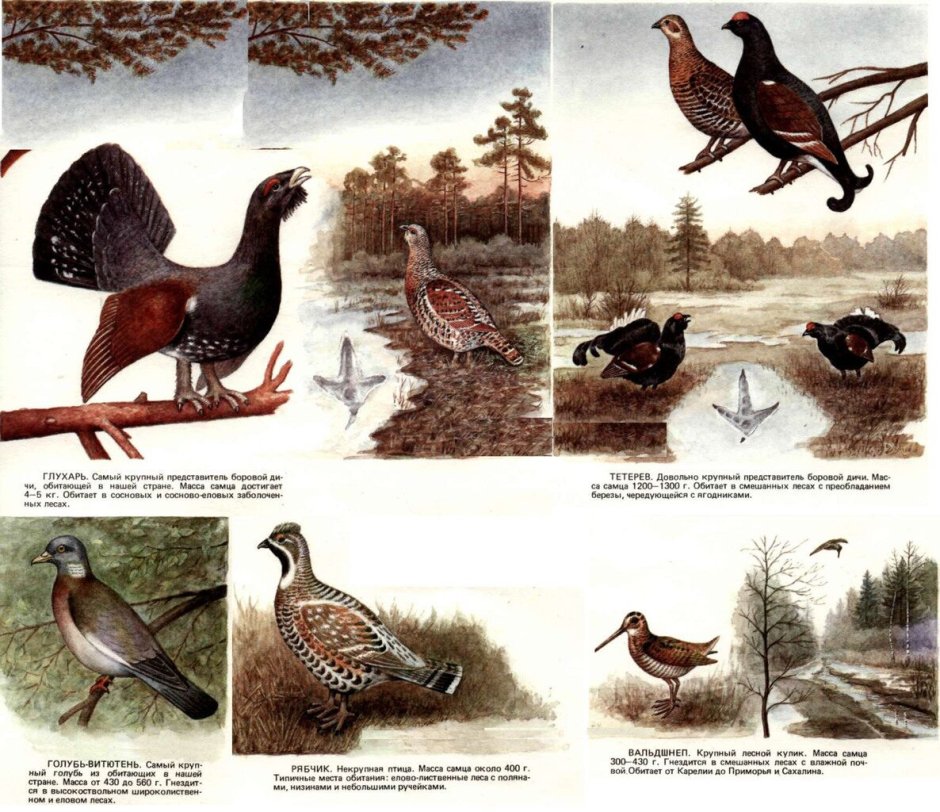 Боровая дичь фазан