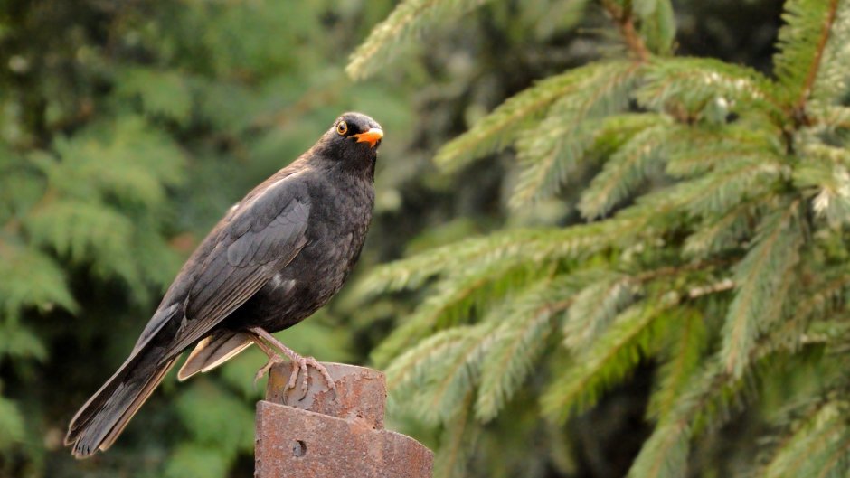 Таежная большая птица