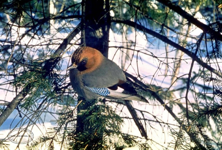Птицы в Сосновом лесу