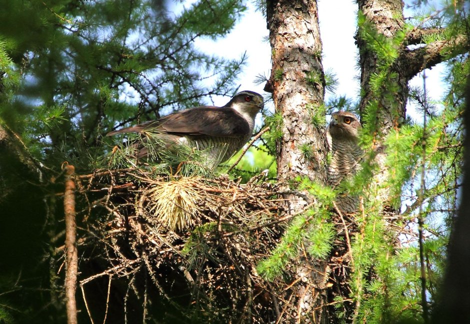 Гнездо ястреба тетеревятника