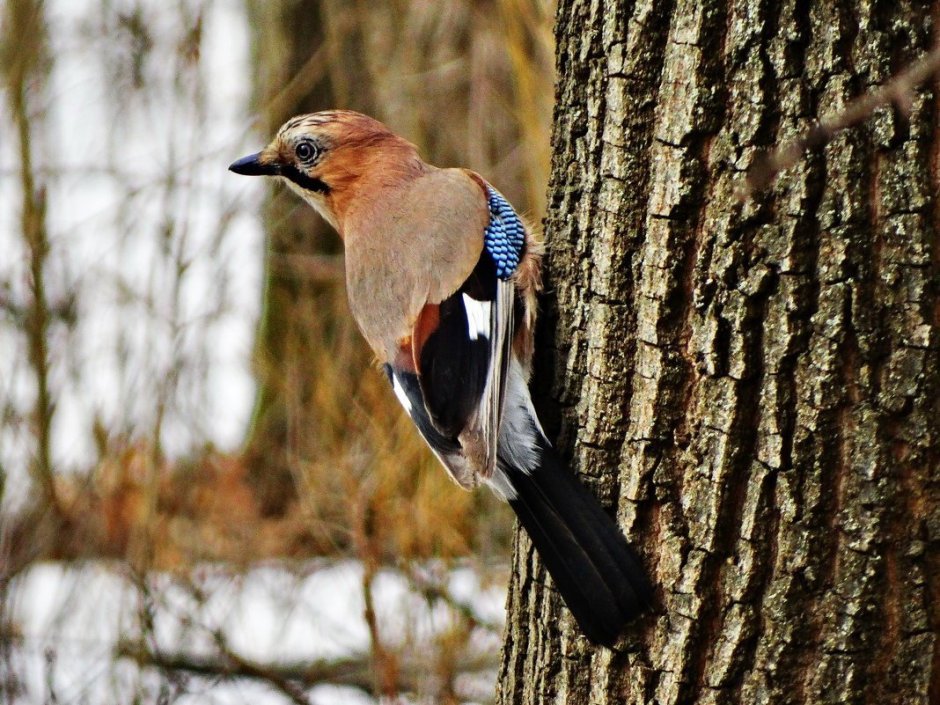 Сойка Лесная птица
