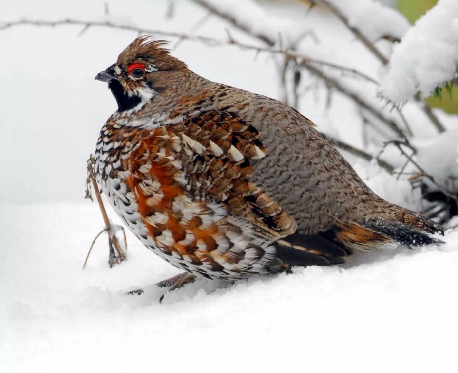 Зимующие птицы рябчик