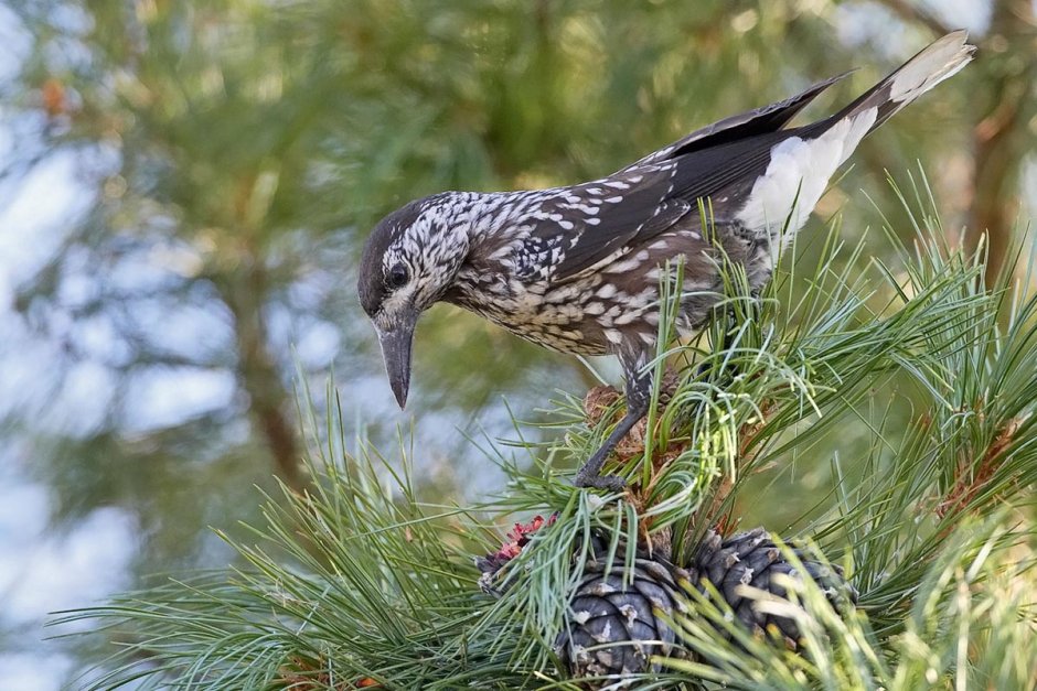 Животные тайги Кедровка
