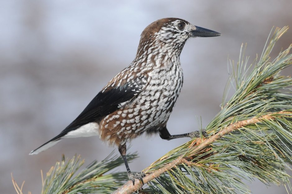 Кедровка обыкновенная