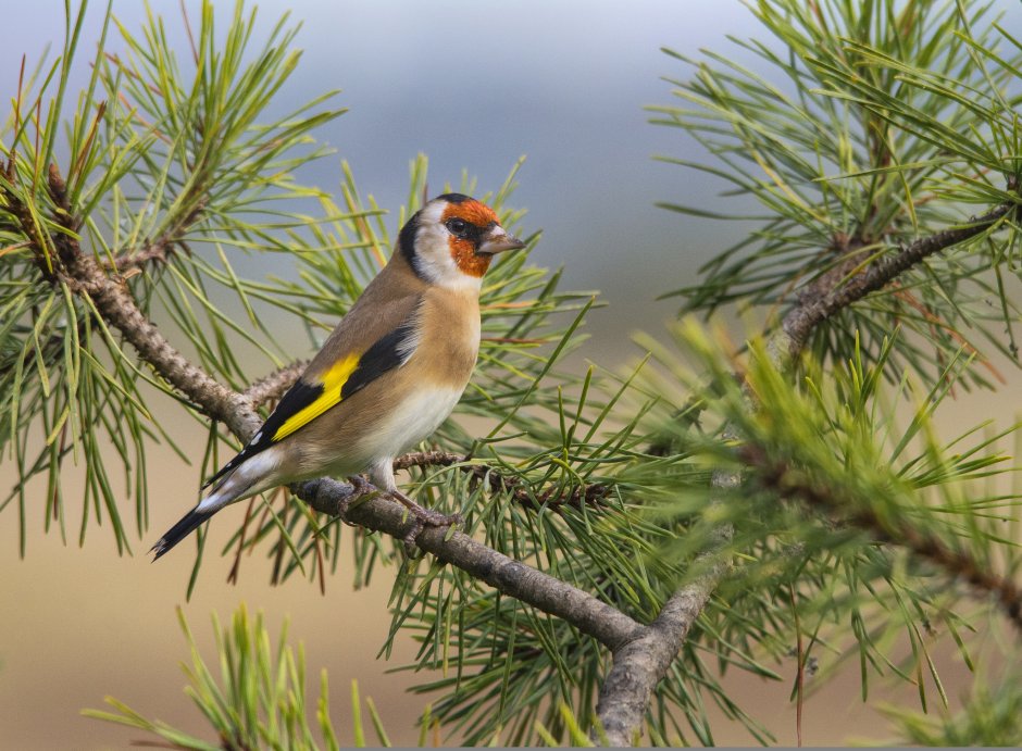 Птицы хвойного леса