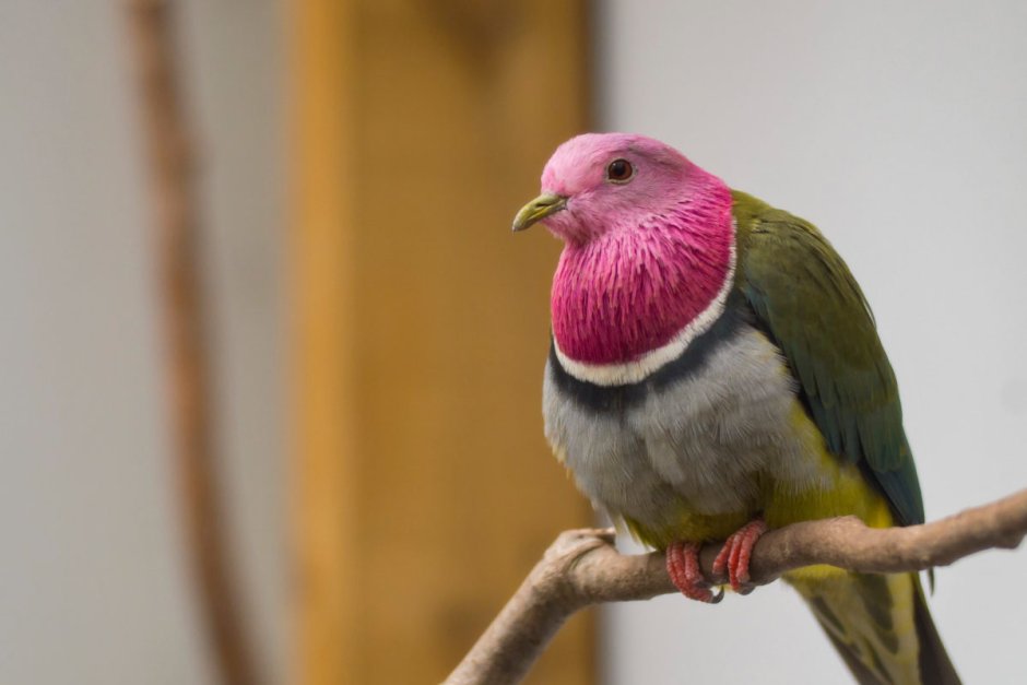 Ptilinopus porphyreus