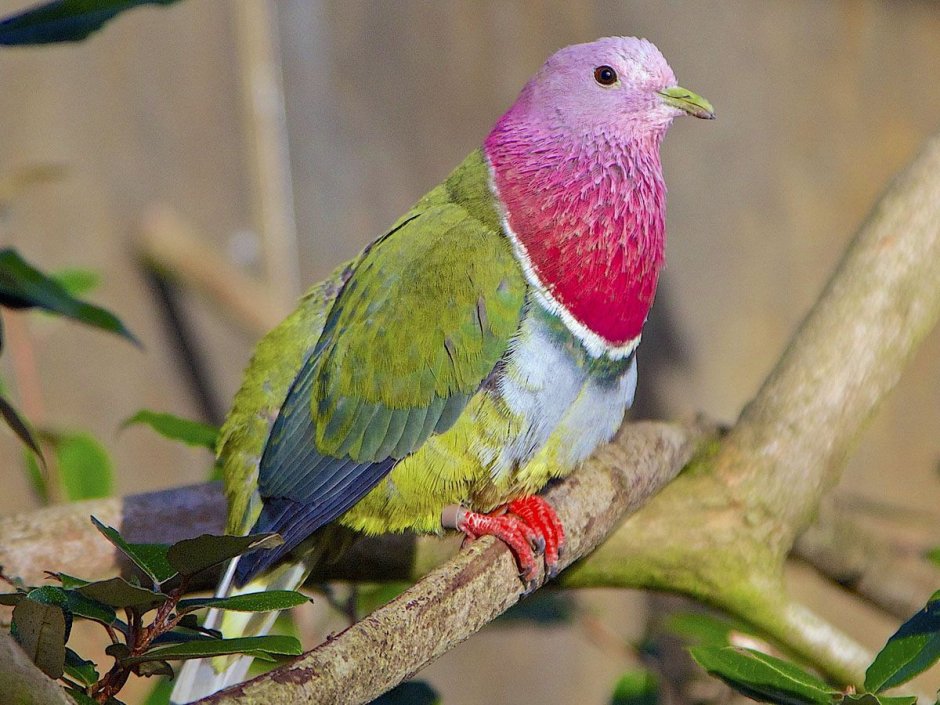 Ptilinopus porphyreus