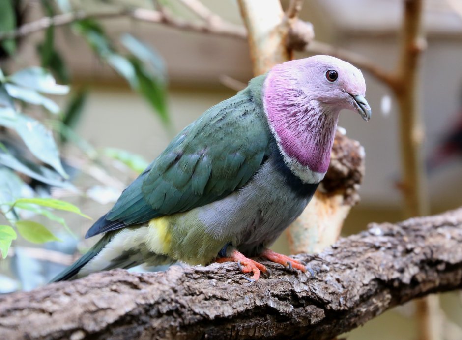 Ptilinopus porphyreus