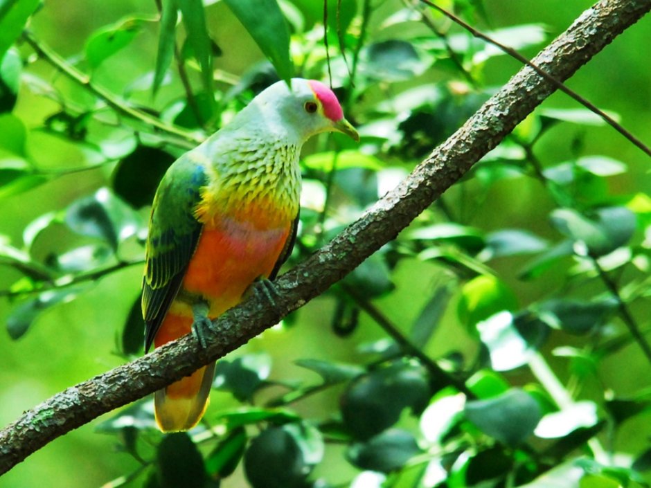 Ptilinopus Regina