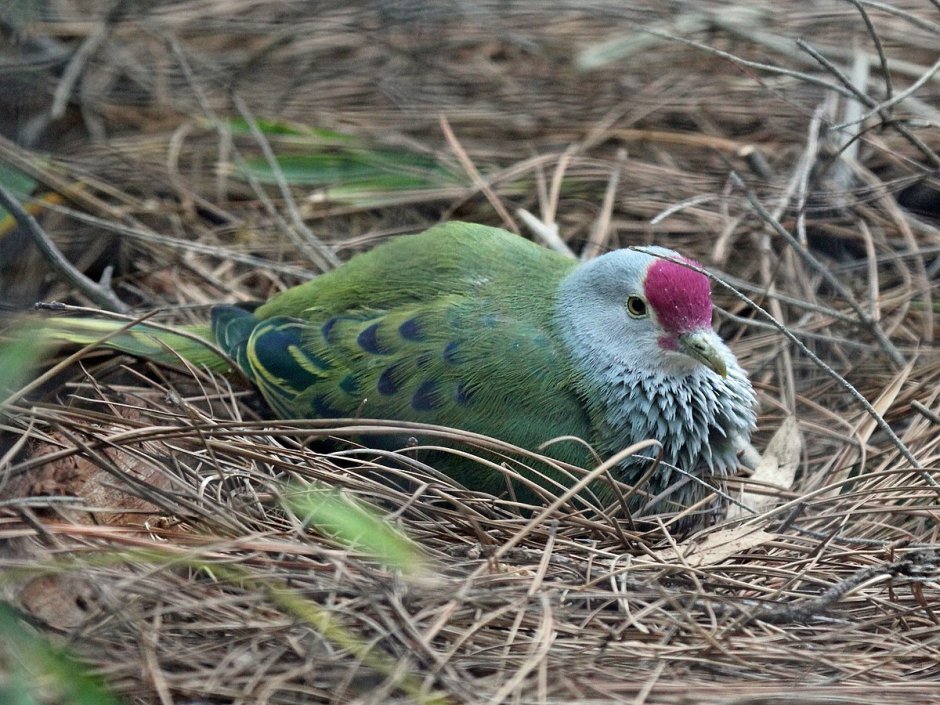 Ptilinopus roseicapilla